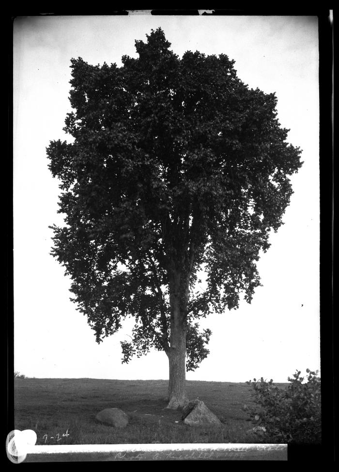 Elm near Curtisville, Mass.