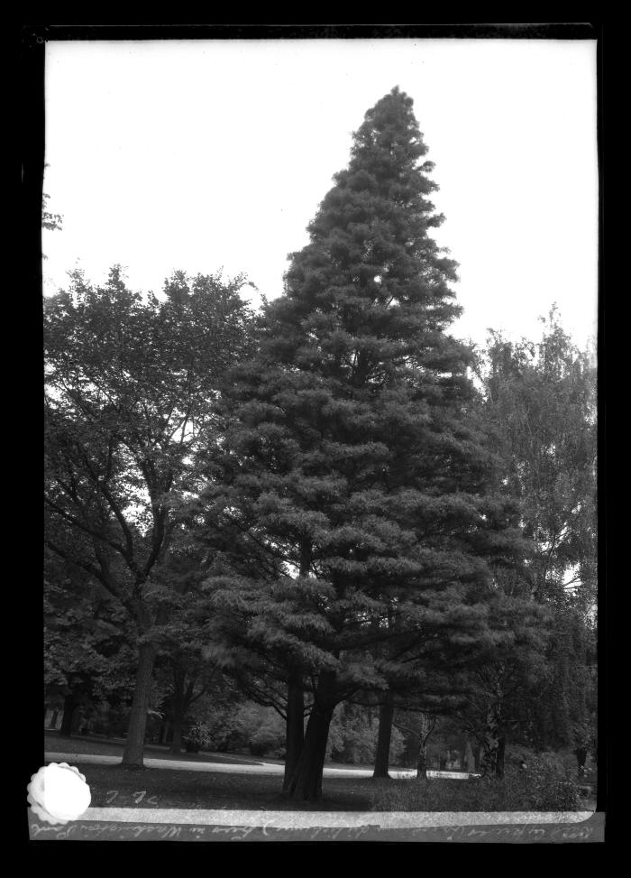 Bald Cypress trees in Washington Park, Albany, N.Y.