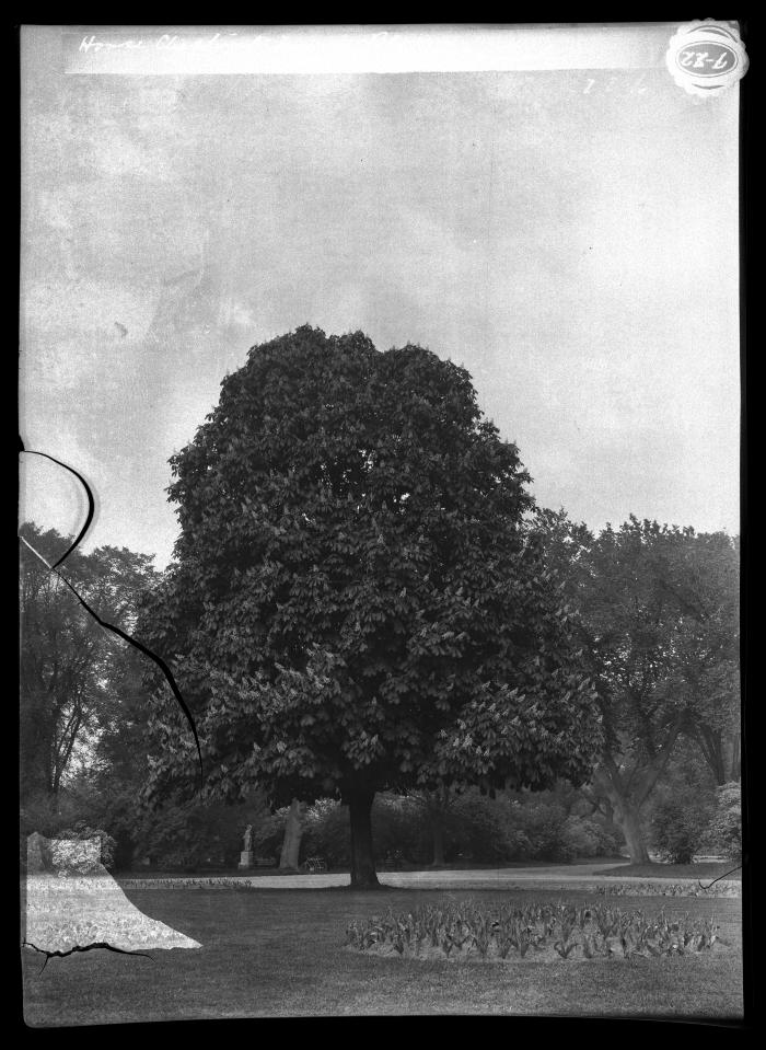 Horse Chestnut tree in bloom