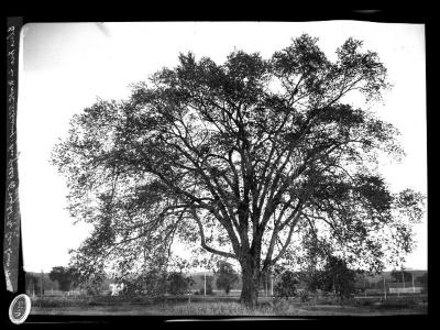 Elm tree in North Albany, the field to right of car line...(missing)