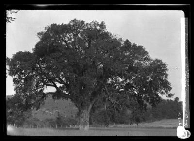 Elm on Baldwin's Place state line, Mass.