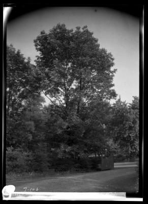 Ash on road from Menands to Loudonville