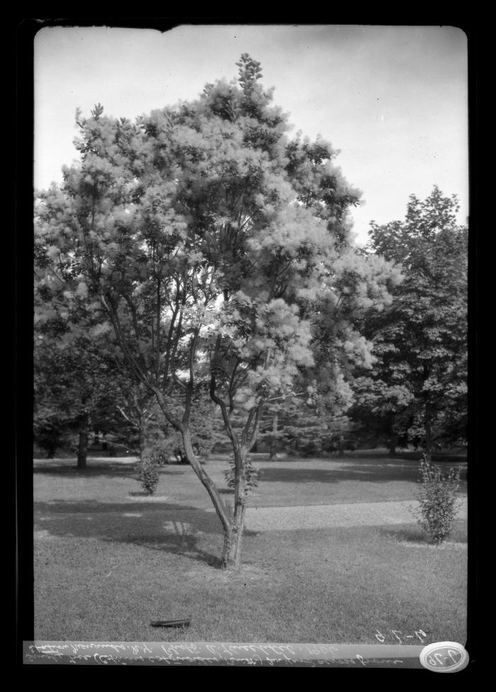 Smoke tree in yard across from station, Menands, N.Y.