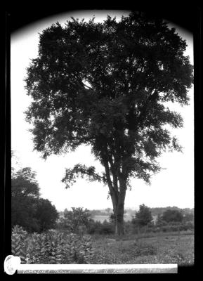 Elm near grounds of Country Club, Pittsfield, Mass.