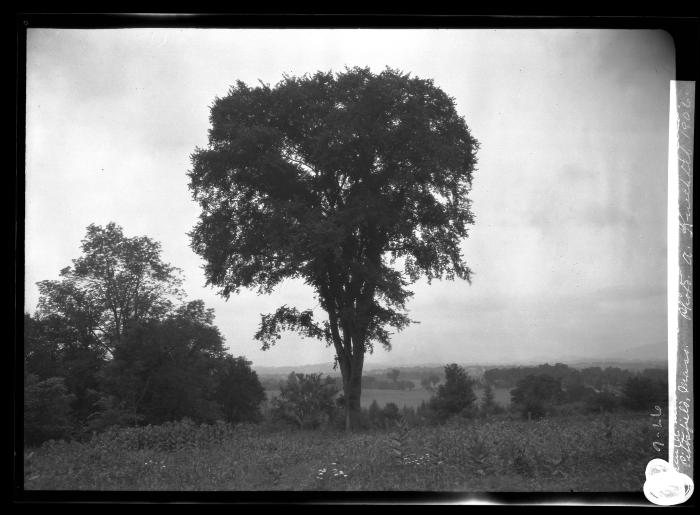 Elm near grounds of Country Club, Pittsfield, Mass.