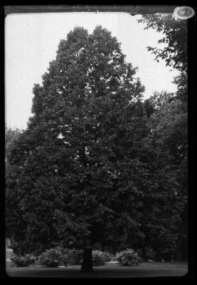 Eu. Linden in Washington, Park, Albany, N.Y.