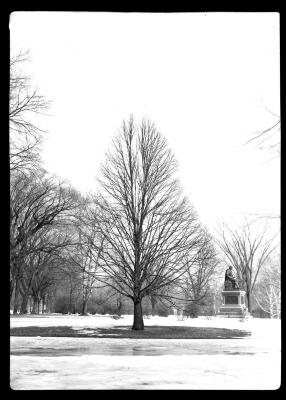 Eur. Linden tree in Washington Park, Albany, N.Y.