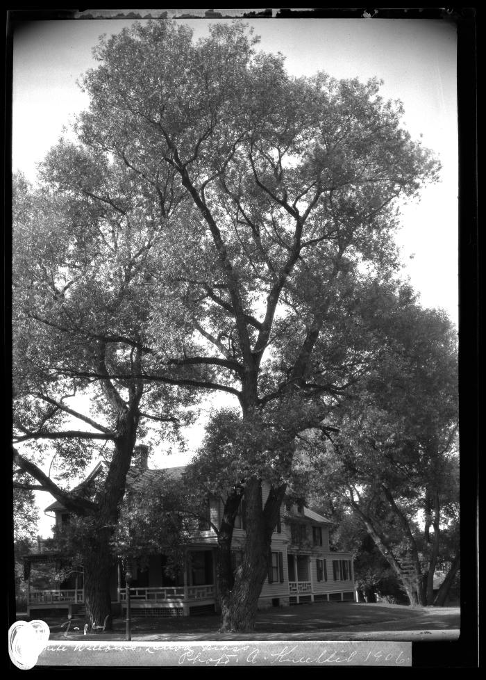 White Willow, Lennox, Mass.