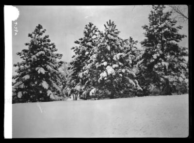 Snow - laden trees in Washington Park, Albany, N.Y.