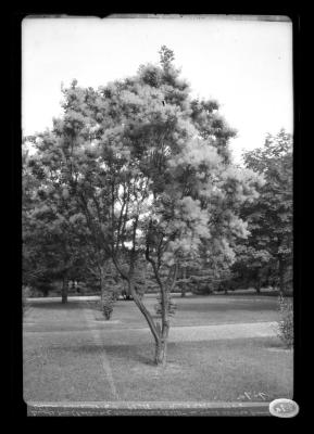 Smoke tree in yard across from station, Menands, N.Y.