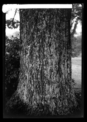 Bark of Hard Maple