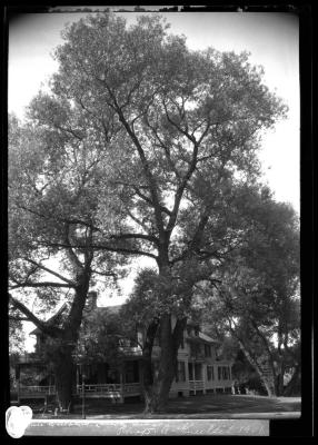 White Willow, Lennox, Mass.