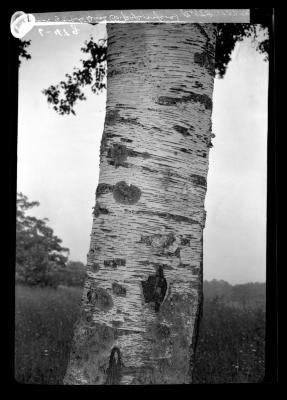 Bark of White Birch