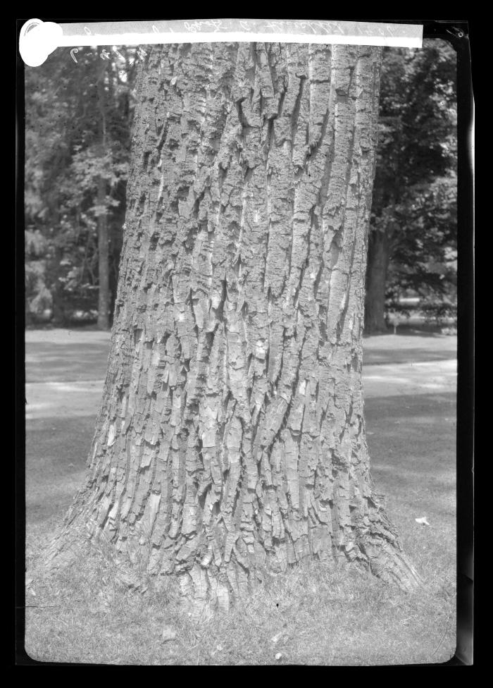 Bark of Carolina Poplar