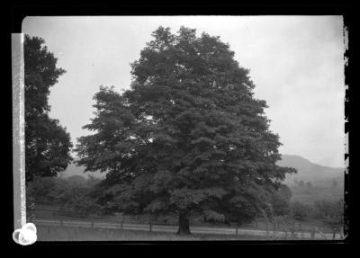 Maples on road from state line Mass. to Quiche Lake