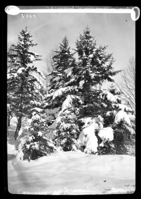 Snow on Spruce trees at Trudeau, N.Y.