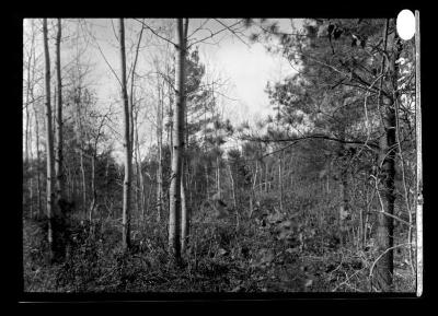 [Forestry, Poplar]