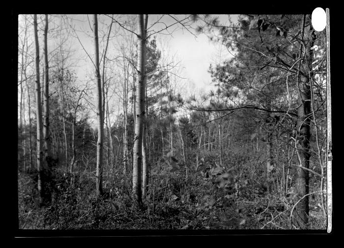 [Forestry, Poplar]