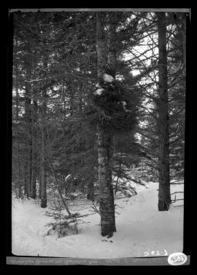 Witches broom on Balsam tree