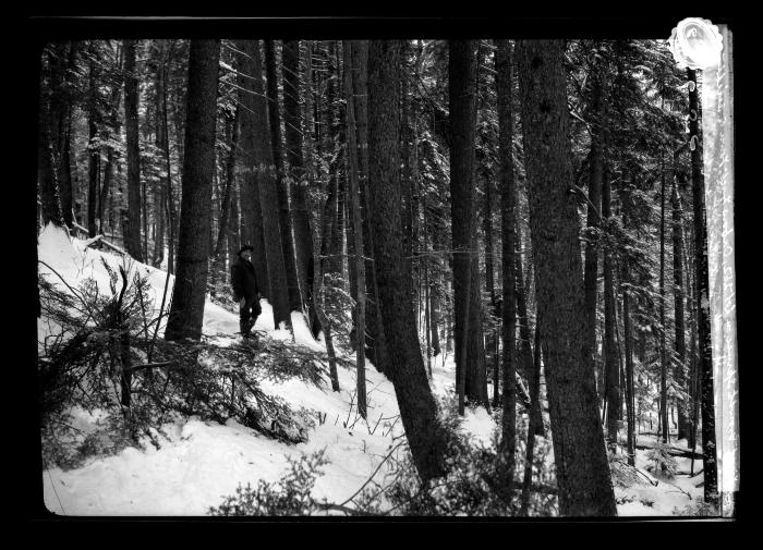 First growth spruce on lot 252, Oxbow Tract, Town of Arietta