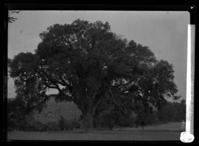 Elm near Mass. state line