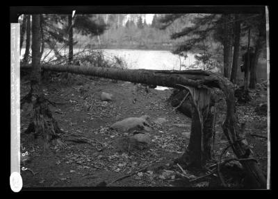 Balsam tree broken by the wind