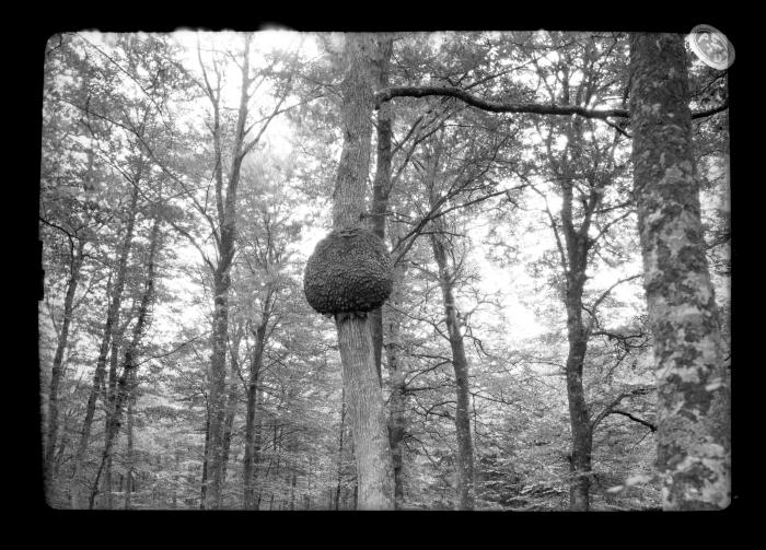 Large wasps nest