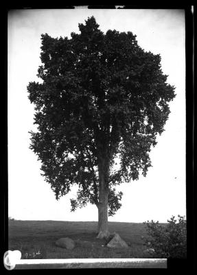 Elm near Curtisville, Mass.