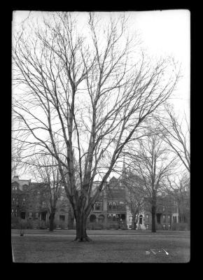 [Forestry, Albany, Washington Park]