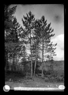 A Norway pine tree that lived for nine years and grew two inches in dia. after being entirely girdled