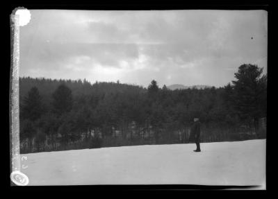 A forest of White pine from wind-sown seed, on the farm of Peleto Harris, Northville, N.Y.