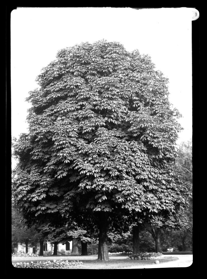 Horse Chestnut tree in Washington Park, Albany, N.Y.