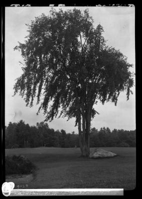 Elm on grounds of Country Club Pittsfield, Mass.