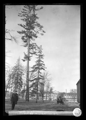 Large White Pine tree at Paul Smith's, N.Y.