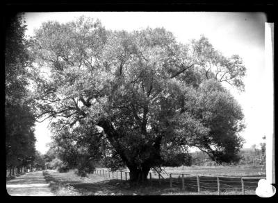 White Willow near Stockbridge, Mass. station