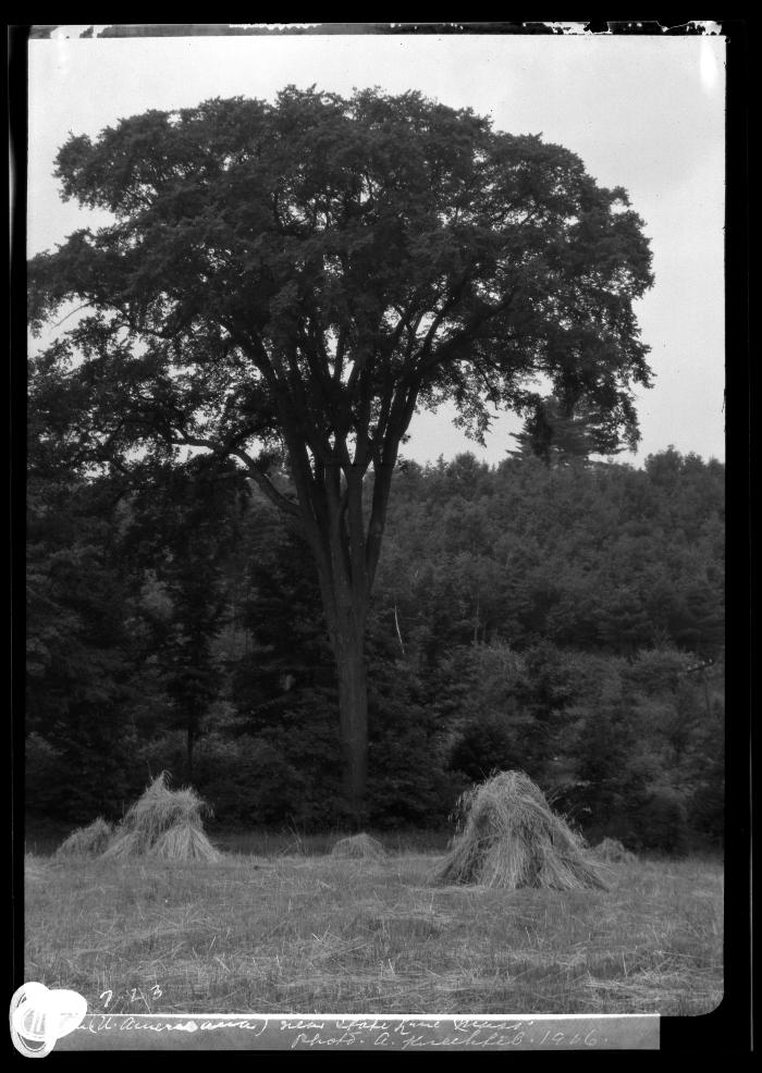 Elm near Mass. state line