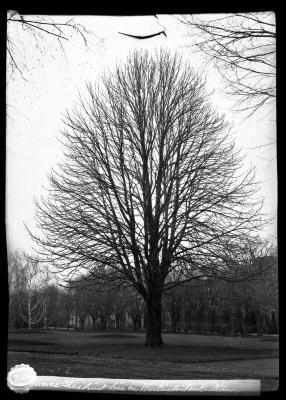 Horse Chestnut tree in Washington Park, Albany, N.Y.