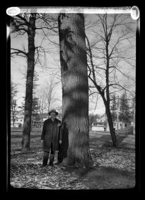 Large White pine tree at Paul Smith's, N.Y.