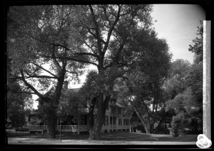 White Willow Lennox, Mass.