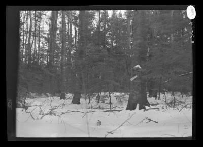 Pine forest in winter