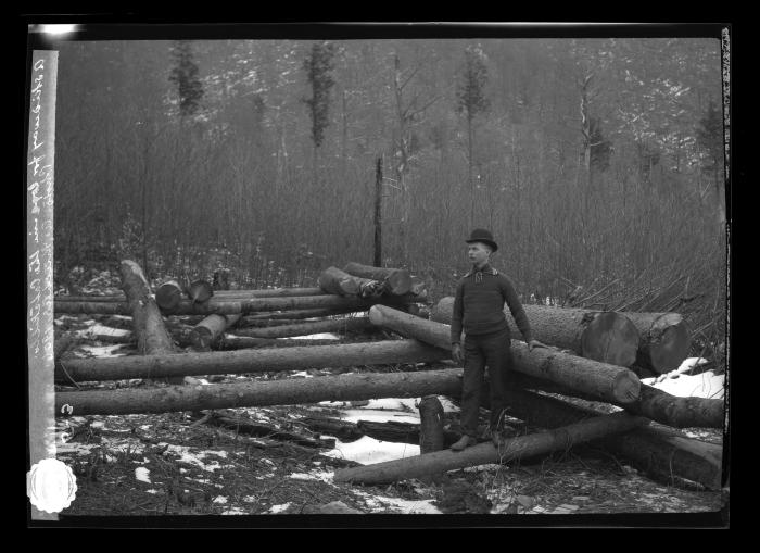 A skidway for logs in the Catskills