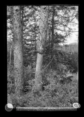 A Norway pine tree that lived nine years and grew two inches after being entirely girdled for one foot of its length