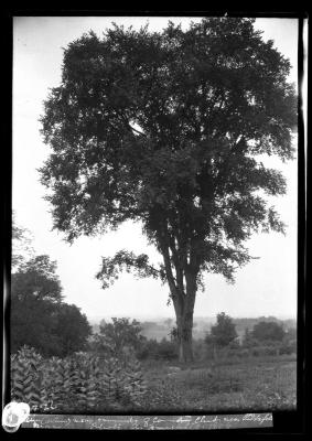 Elm near grounds of Country Club near Pittsfield, Mass.