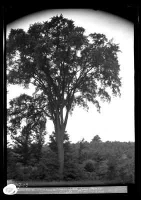 Elm near state line Mass.