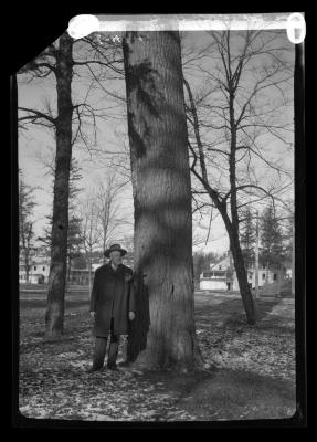 Large White pine tree at Paul Smith's