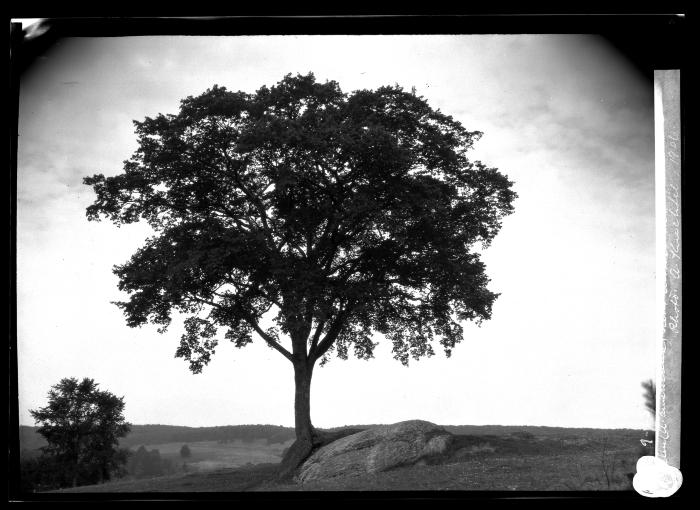 Elm near Curtisville, Mass.