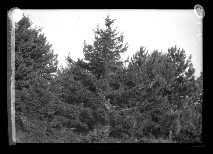 Red spruce tree bearing seed