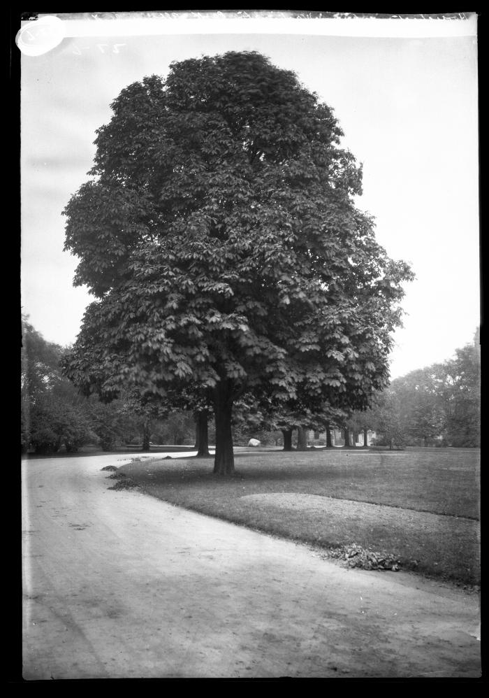 Horse Chestnut tree in Washington Park, Albany, N.Y.