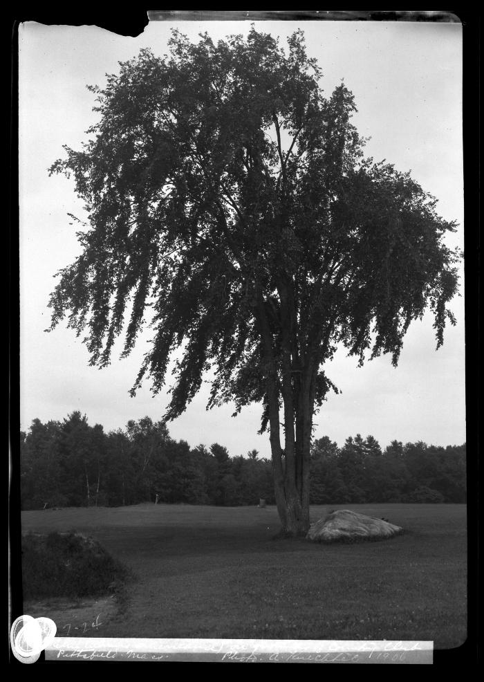 Elm on grounds of Country Club, Pittsfield, Mass.