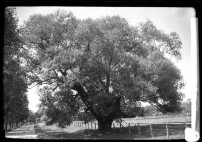 White Willow near station at Stockbridge, Mass.